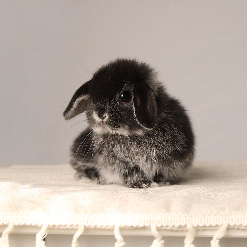 Holland lop - black silver marten