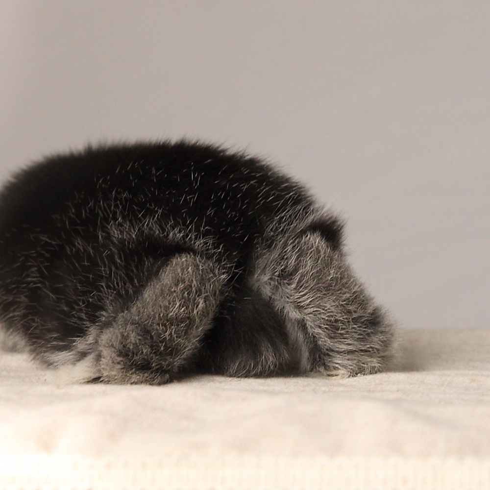 Holland lop - black silver marten