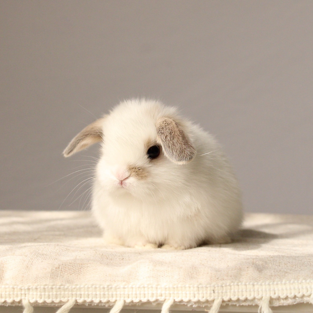 Holland lop - broken