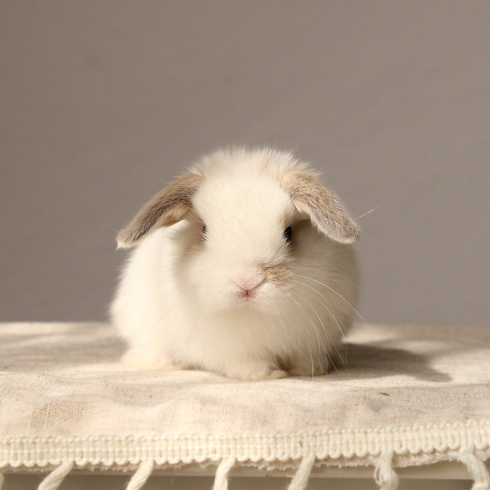 Holland lop - broken