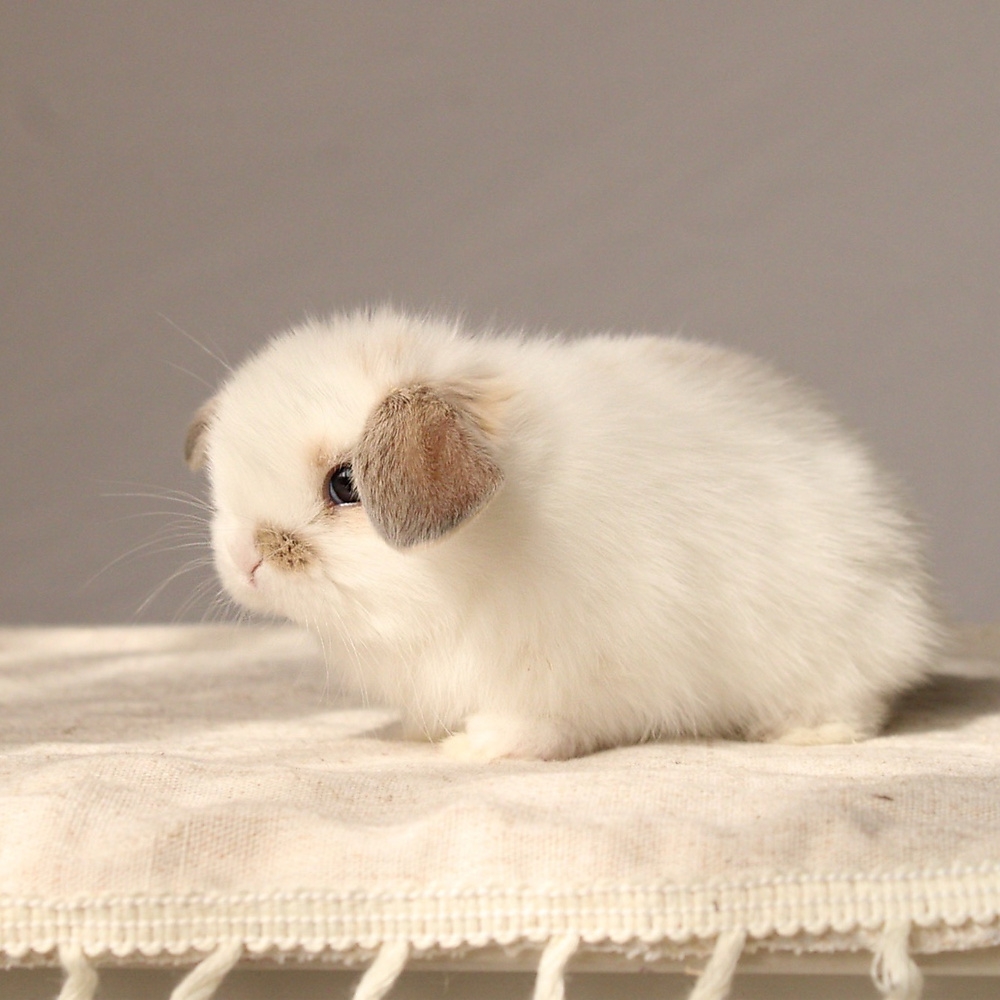 Holland lop - broken