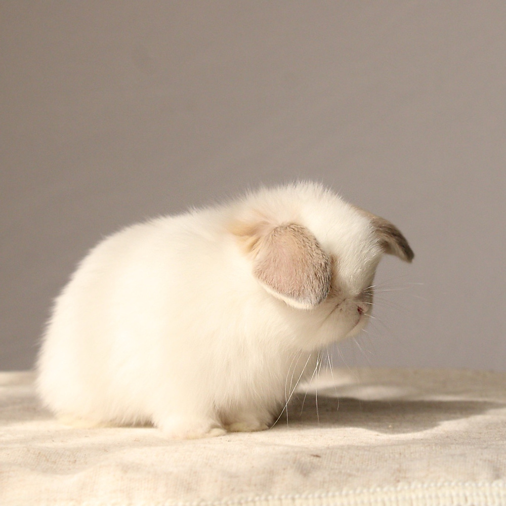 Holland lop - broken