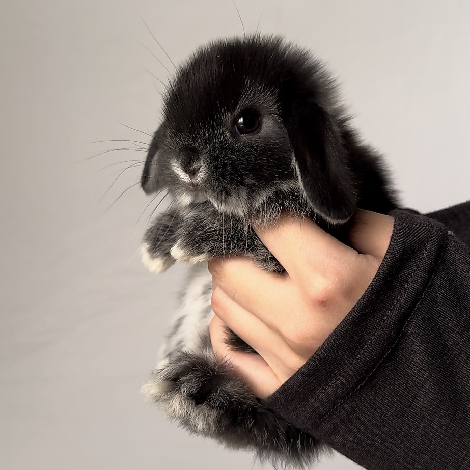 Holland lop - black silver marten