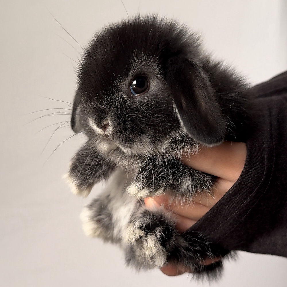 Holland lop - black silver marten