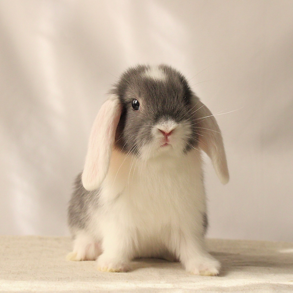 Mini lop - vm