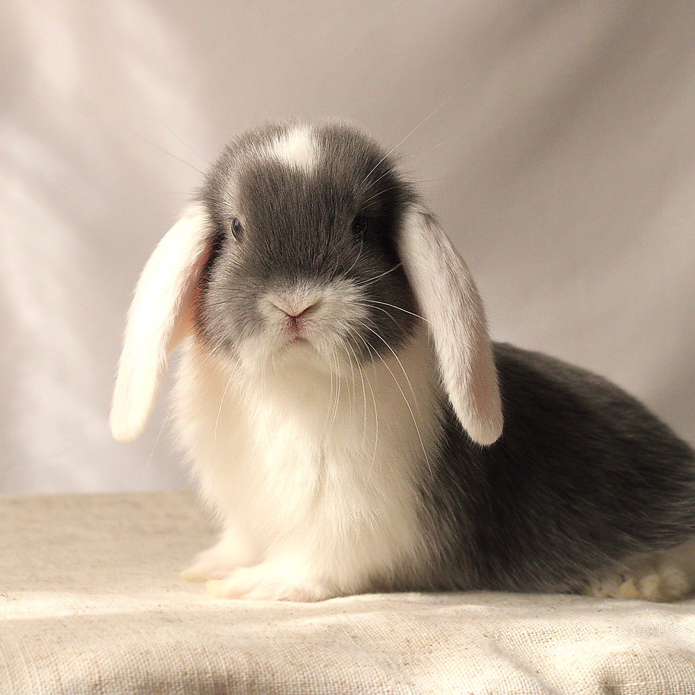 Mini lop - vm