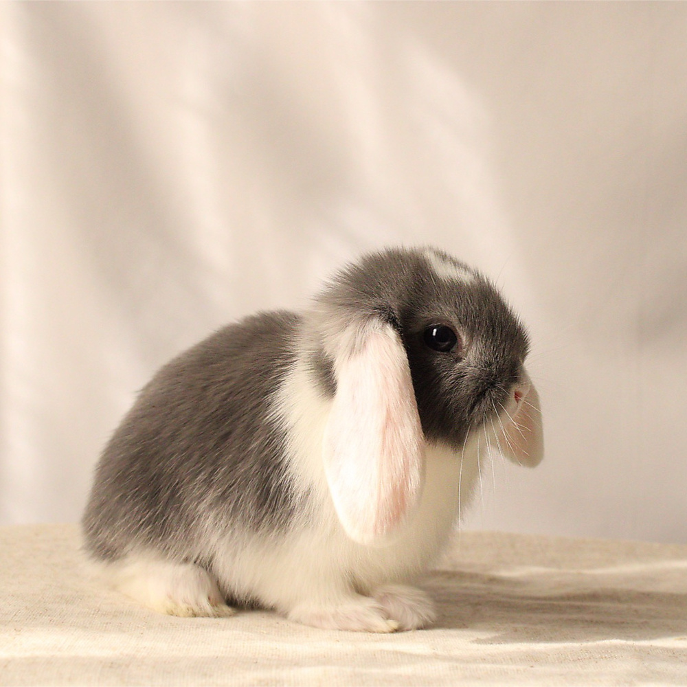 Mini lop - vm