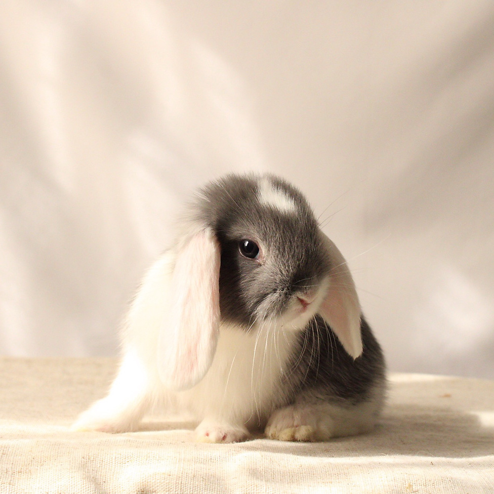 Mini lop - vm