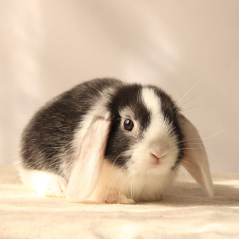 mini lop - vm