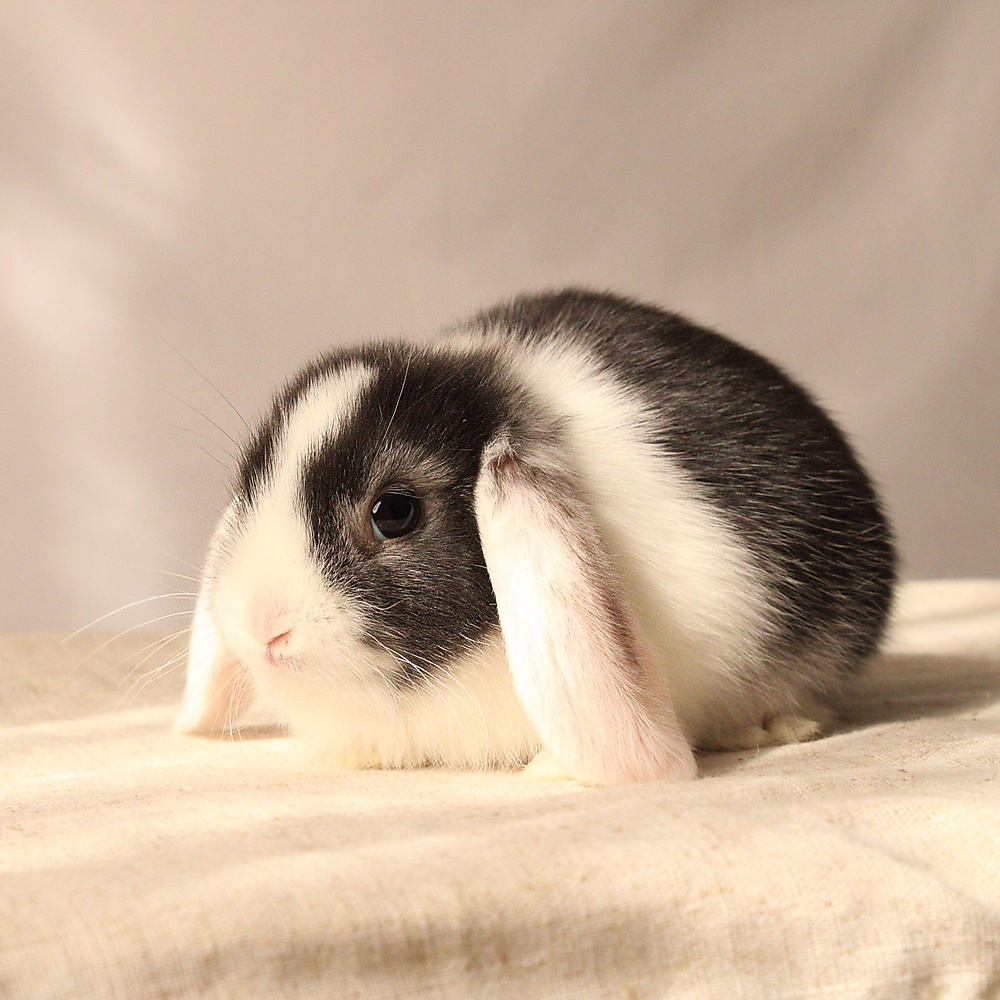 mini lop - vm
