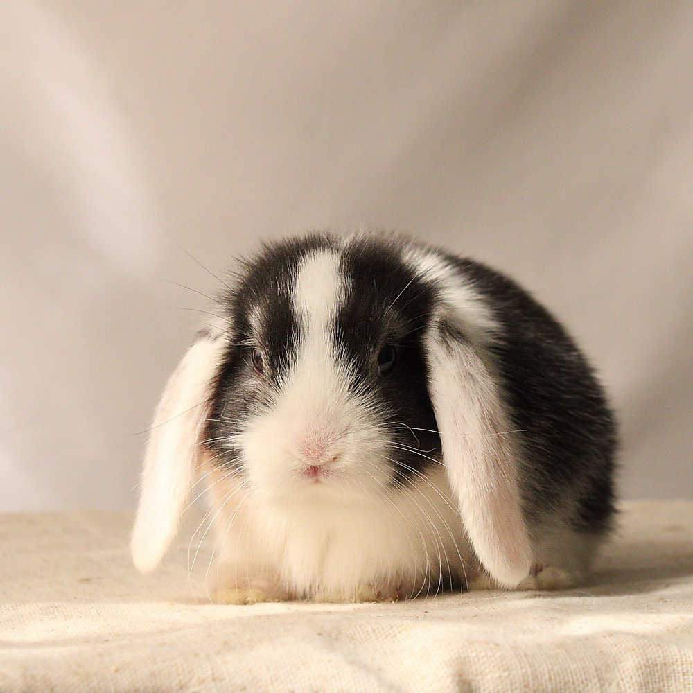 mini lop - vm