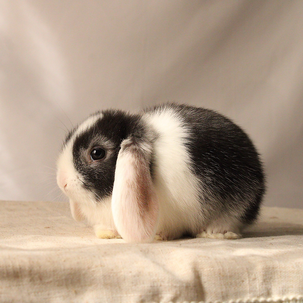 mini lop - vm
