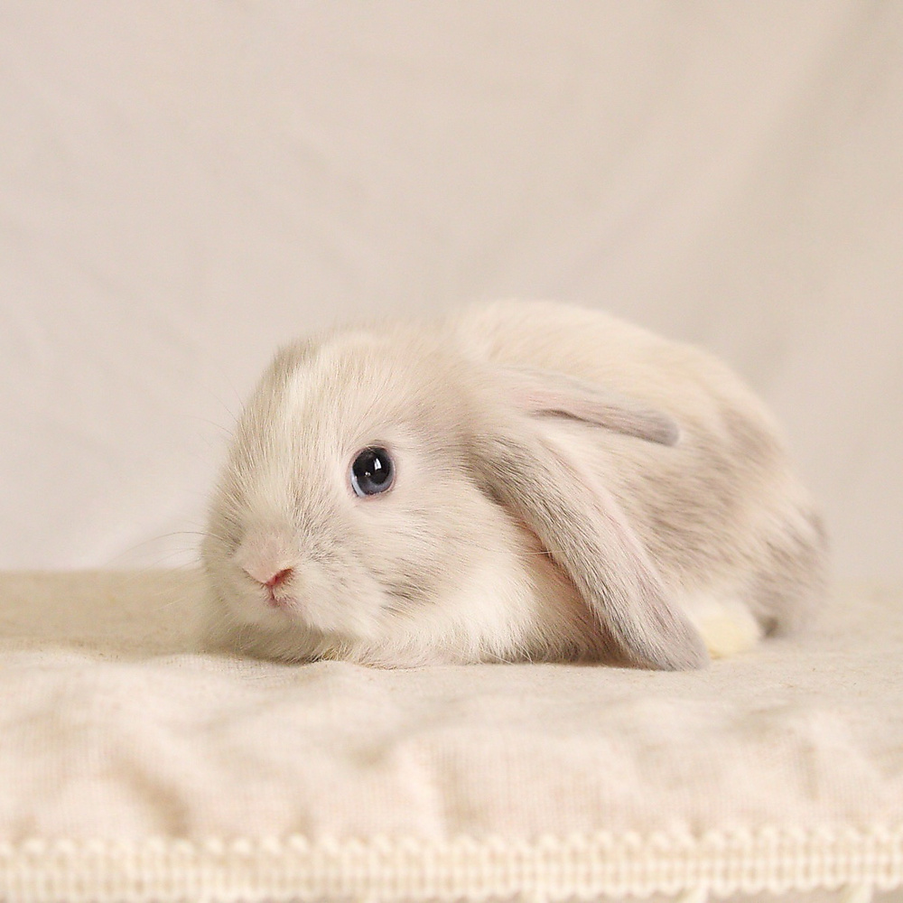 Mini lop - vm