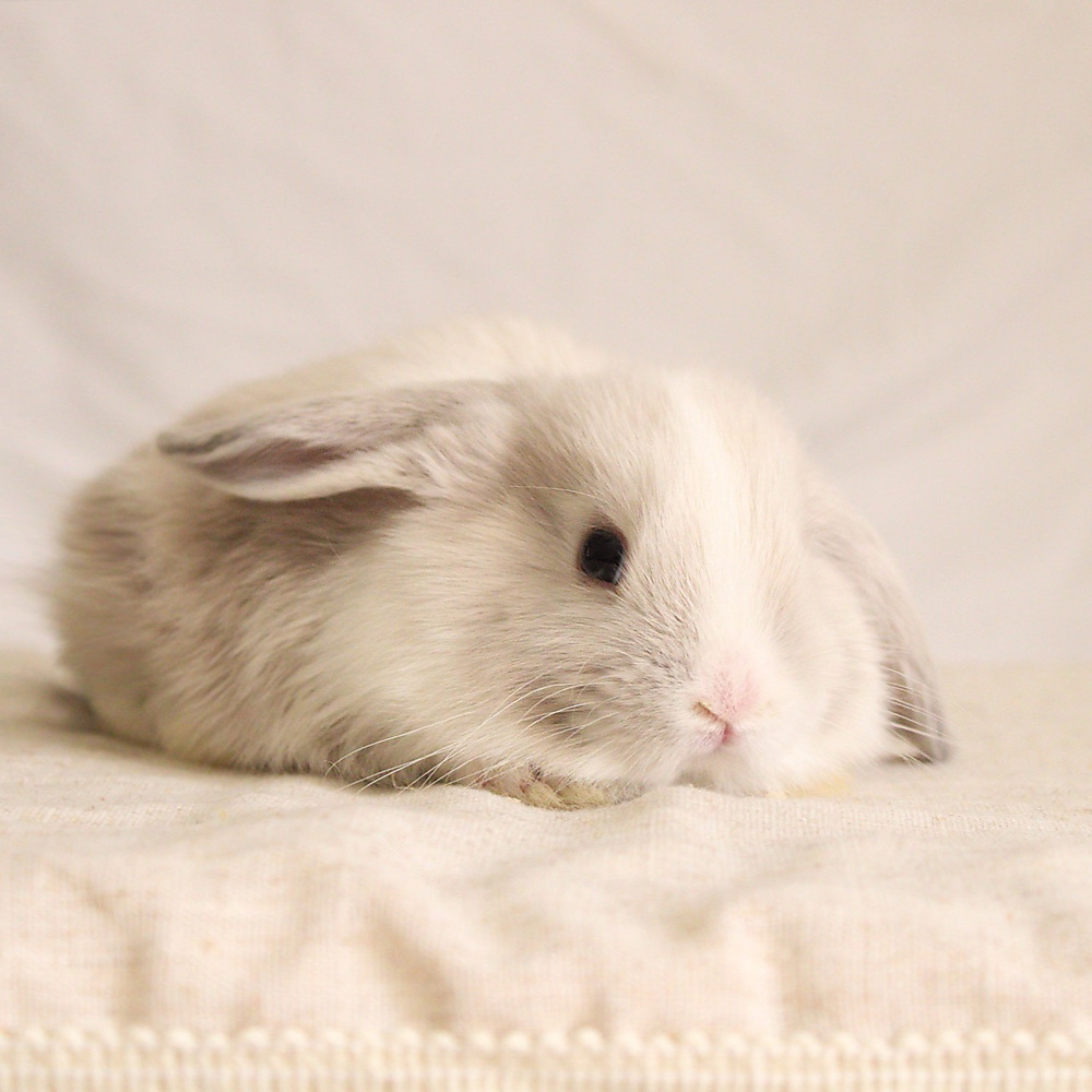 Mini lop - vm