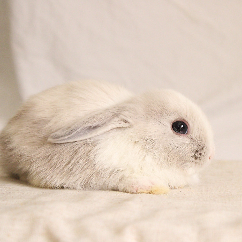 Mini lop - vm