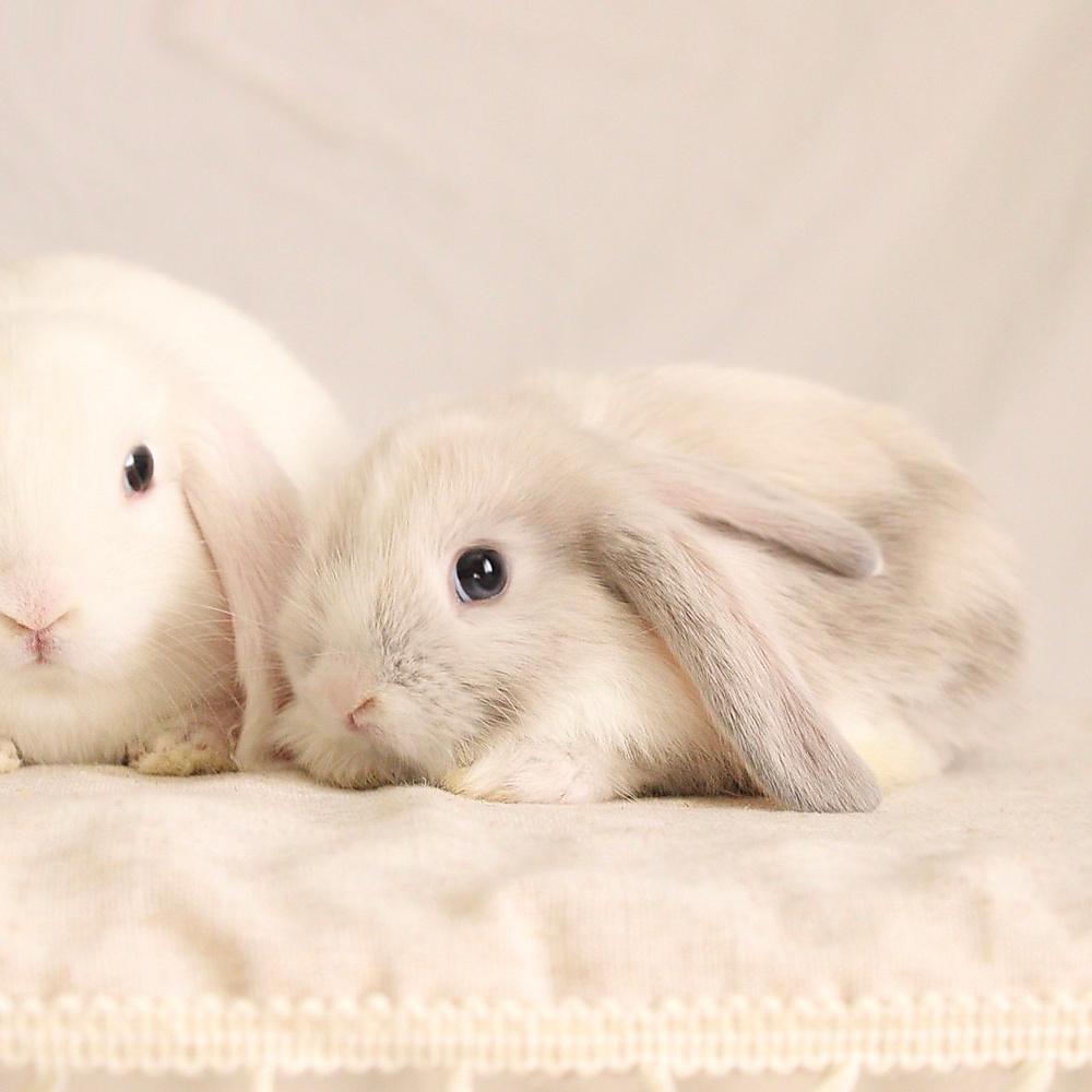 Mini lop - vm