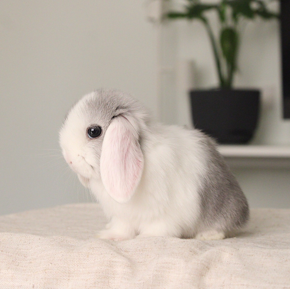 Mini lop