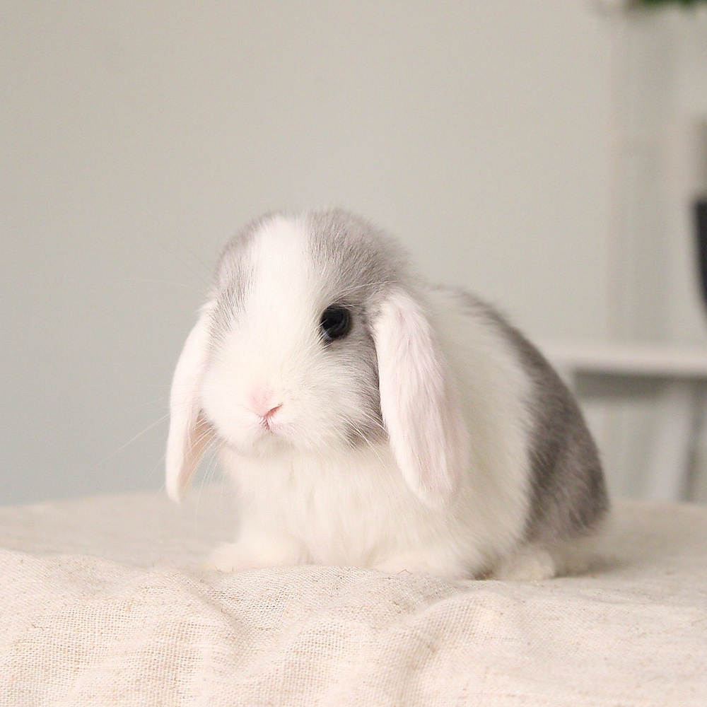 Mini lop