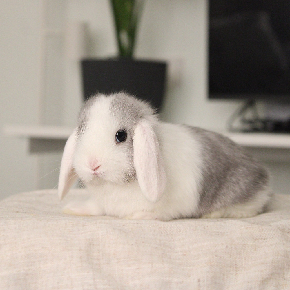 Mini lop