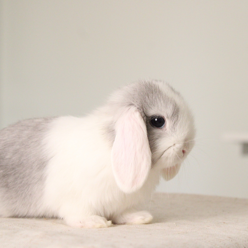 Mini lop