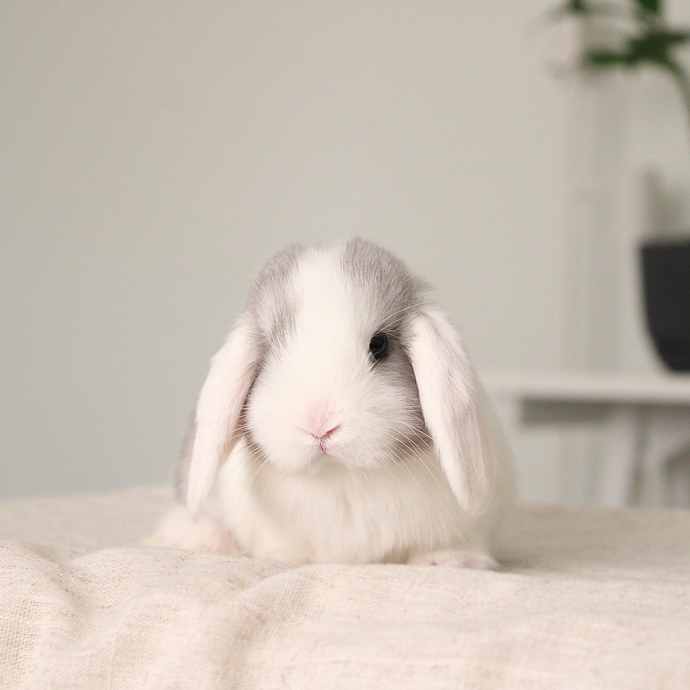 Mini lop