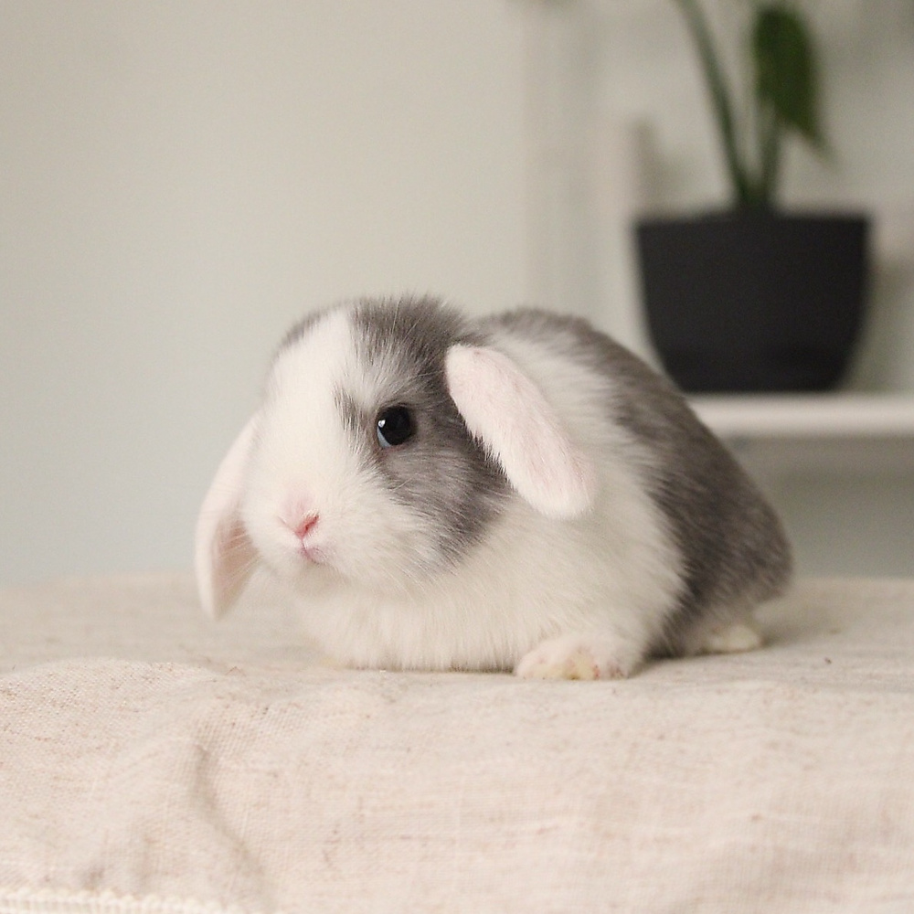 Mini lop