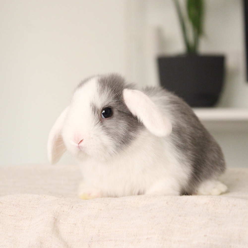 Mini lop