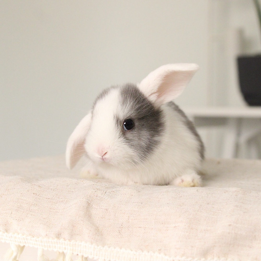 Mini lop