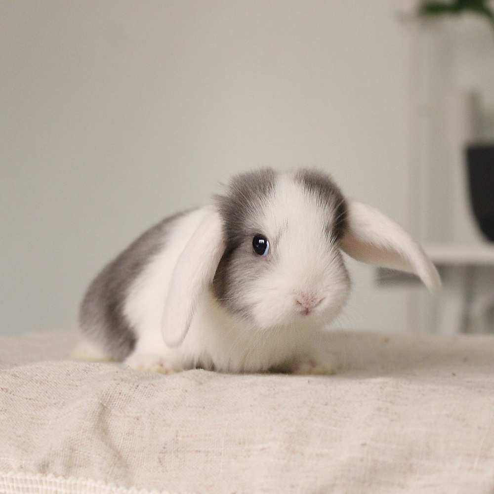 Mini lop