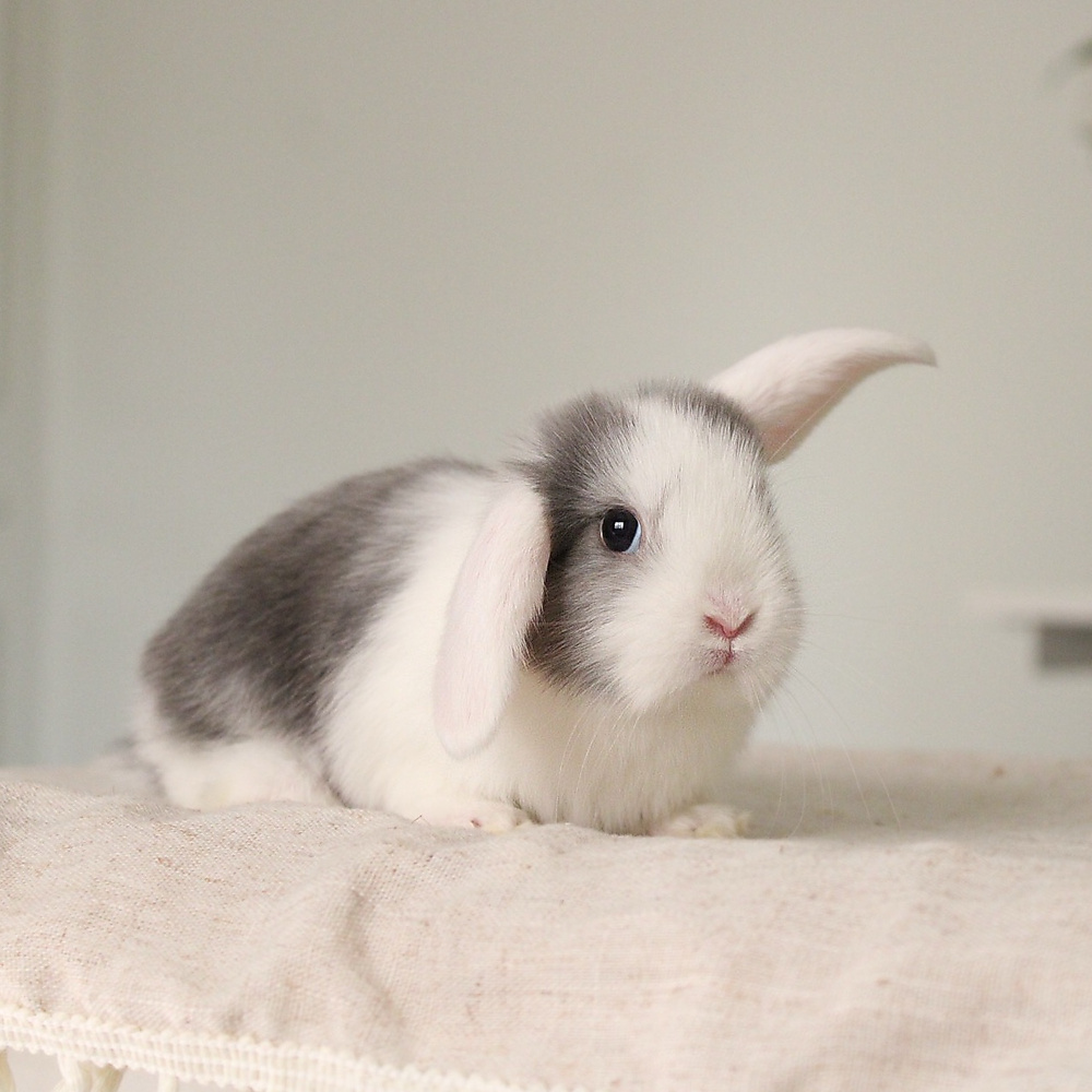 Mini lop