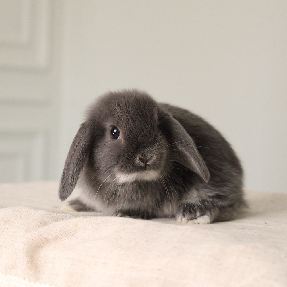 mini lop