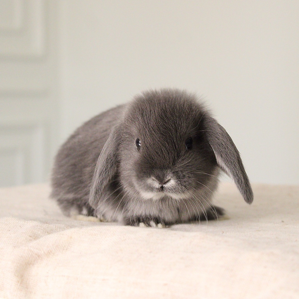 mini lop