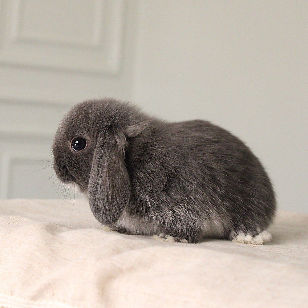 mini lop