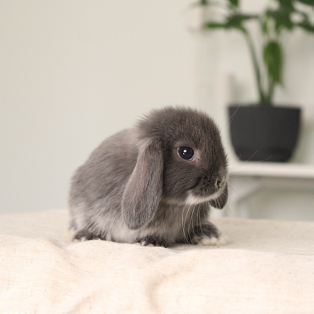 mini lop