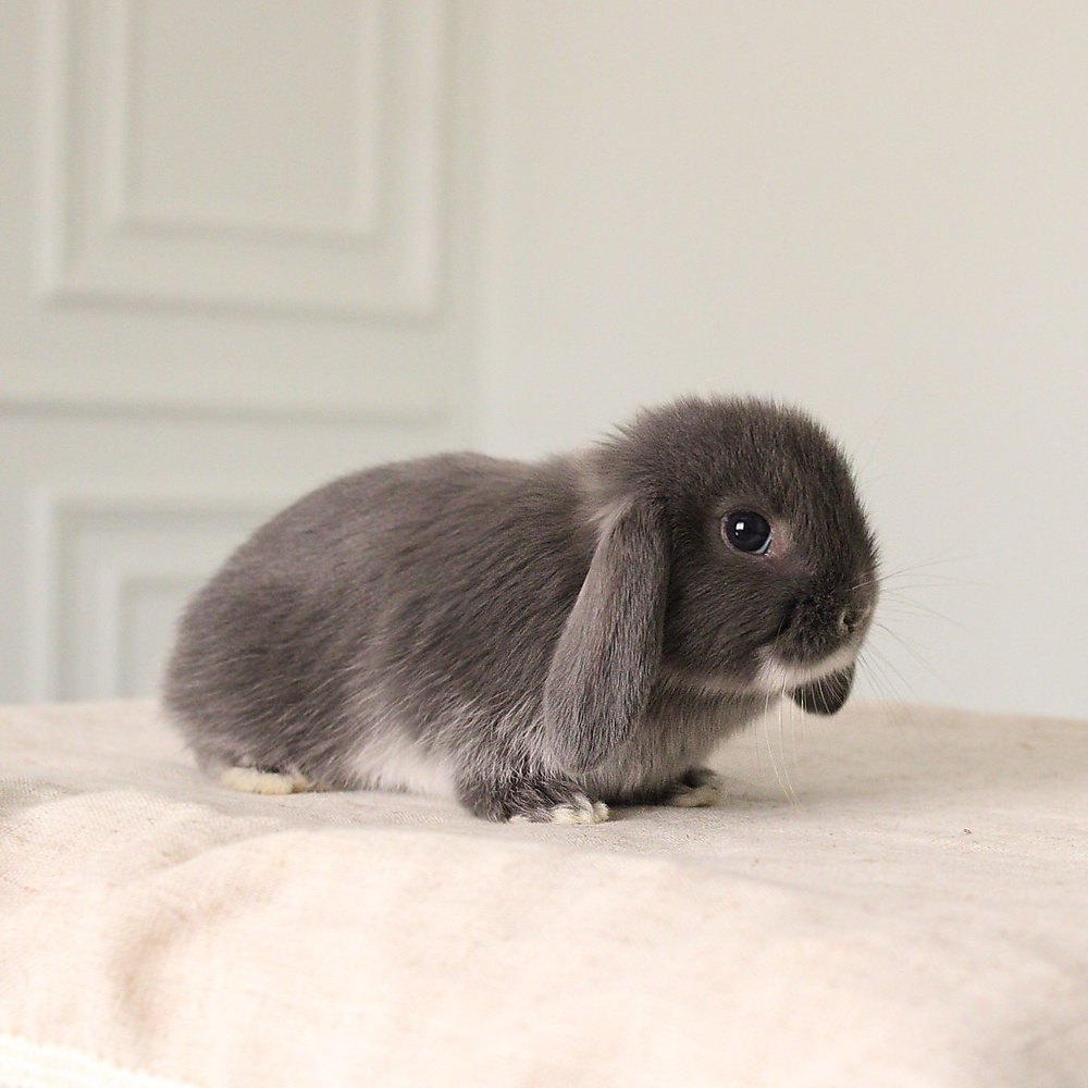 mini lop