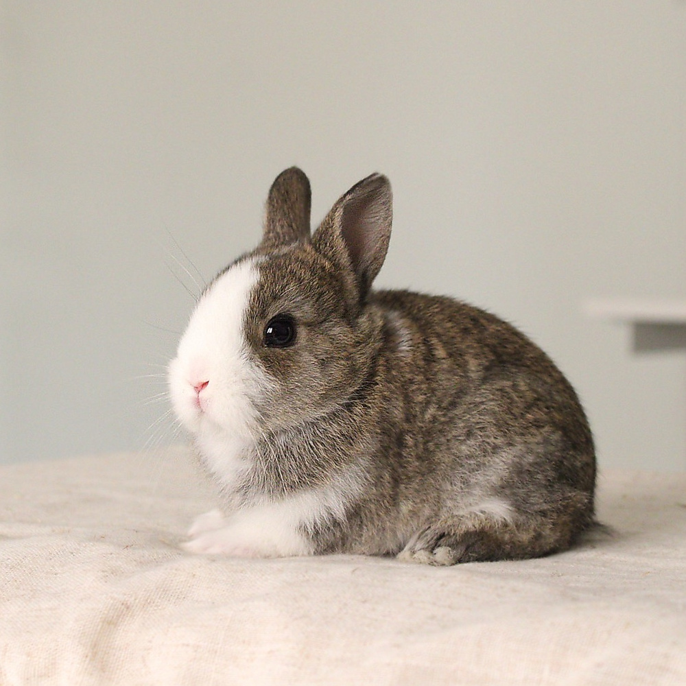 Netherland dwarf chestnut vm
