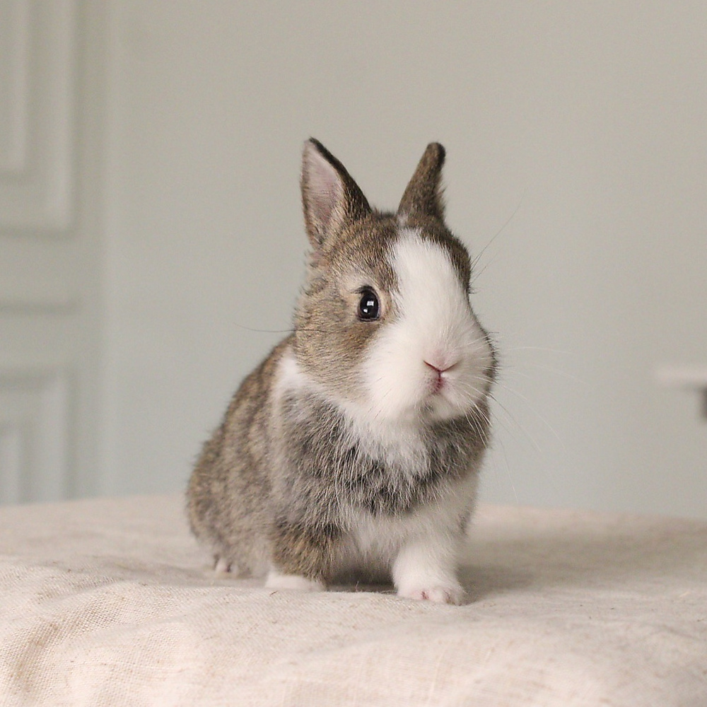 Netherland dwarf chestnut vm