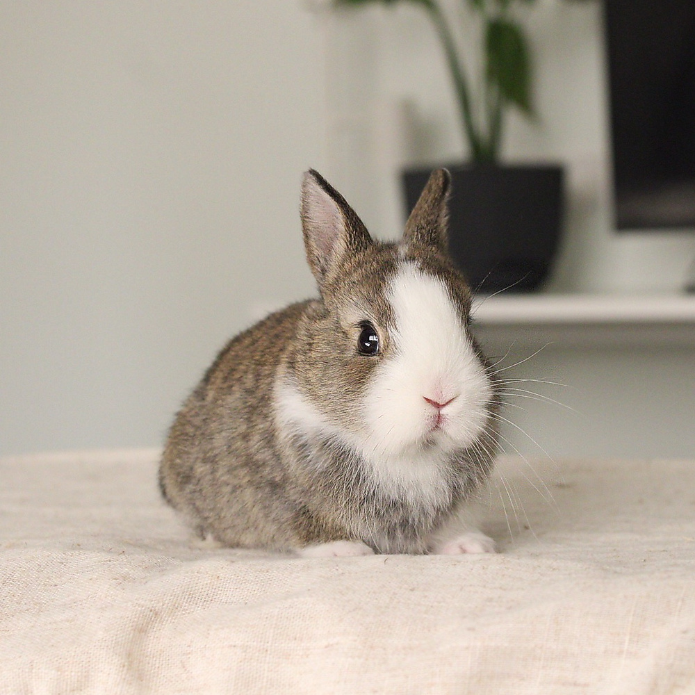Netherland dwarf chestnut vm