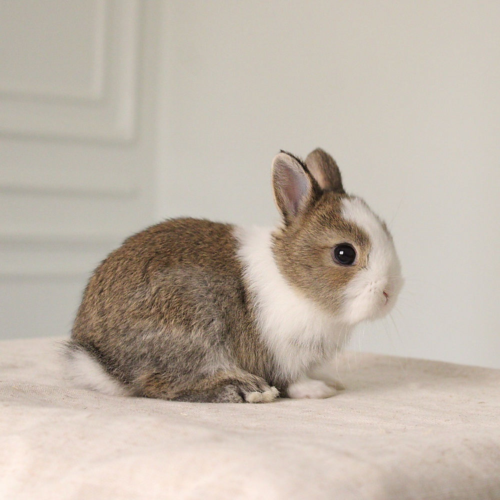 Netherland dwarf chestnut vm