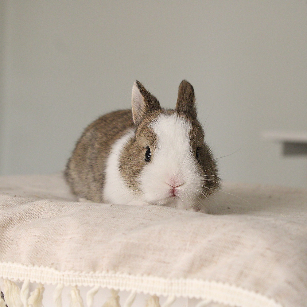 Netherland dwarf chestnut vm