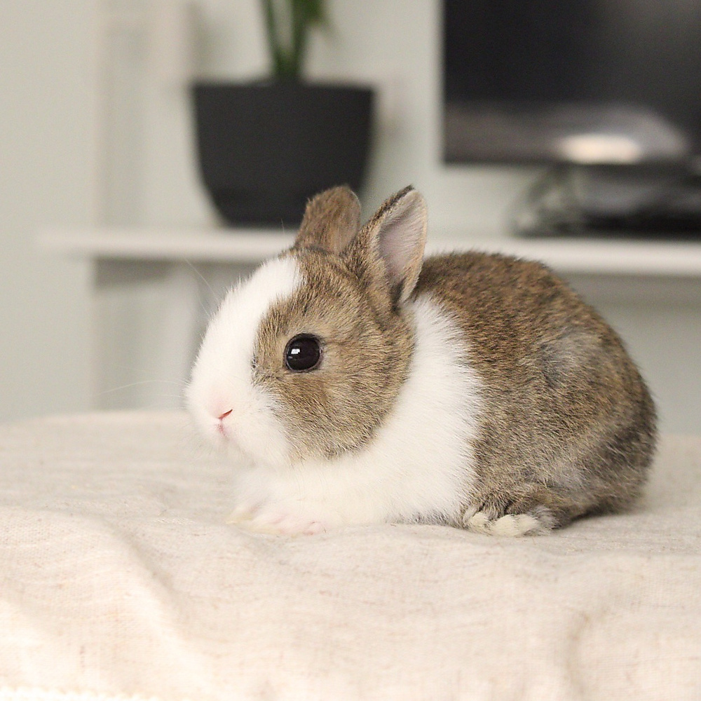 Netherland dwarf chestnut vm