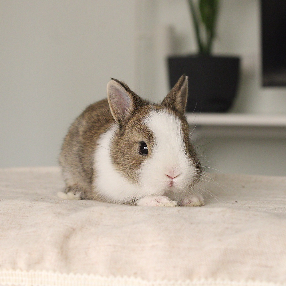 Netherland dwarf chestnut vm