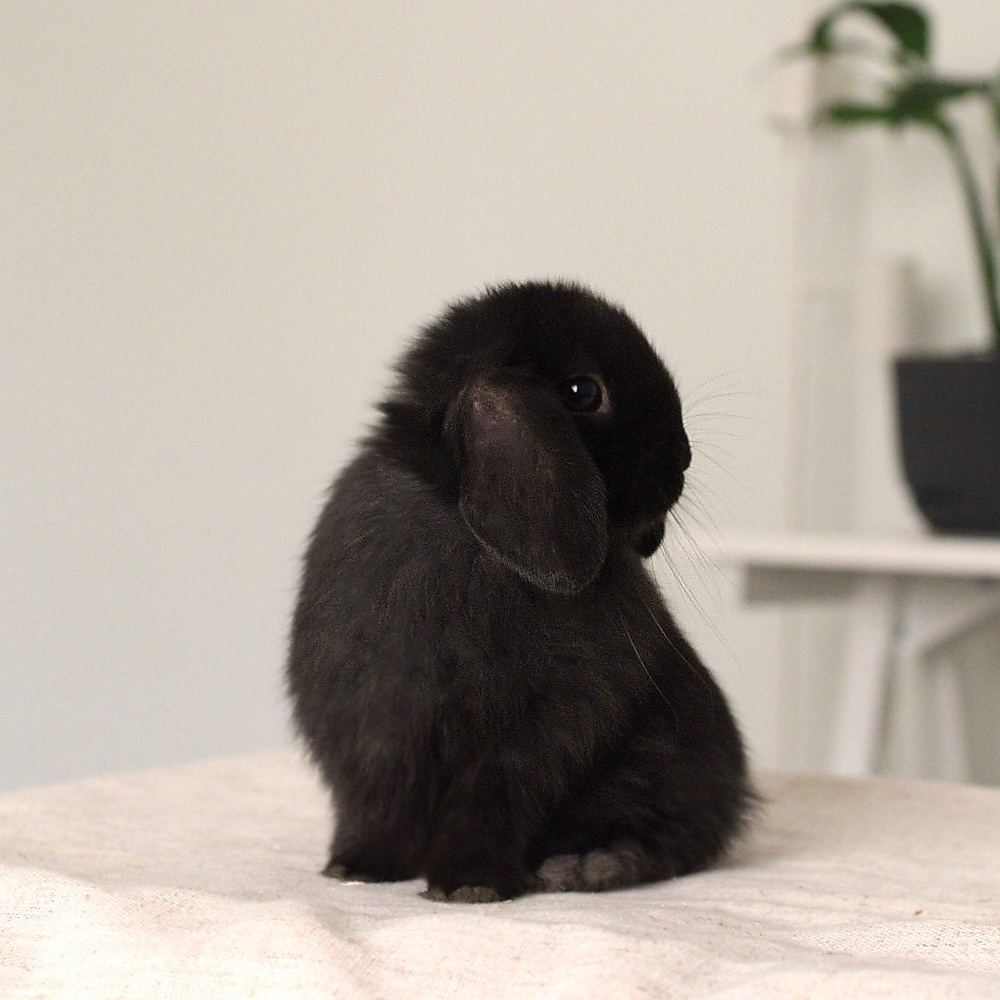 Holland lop - black