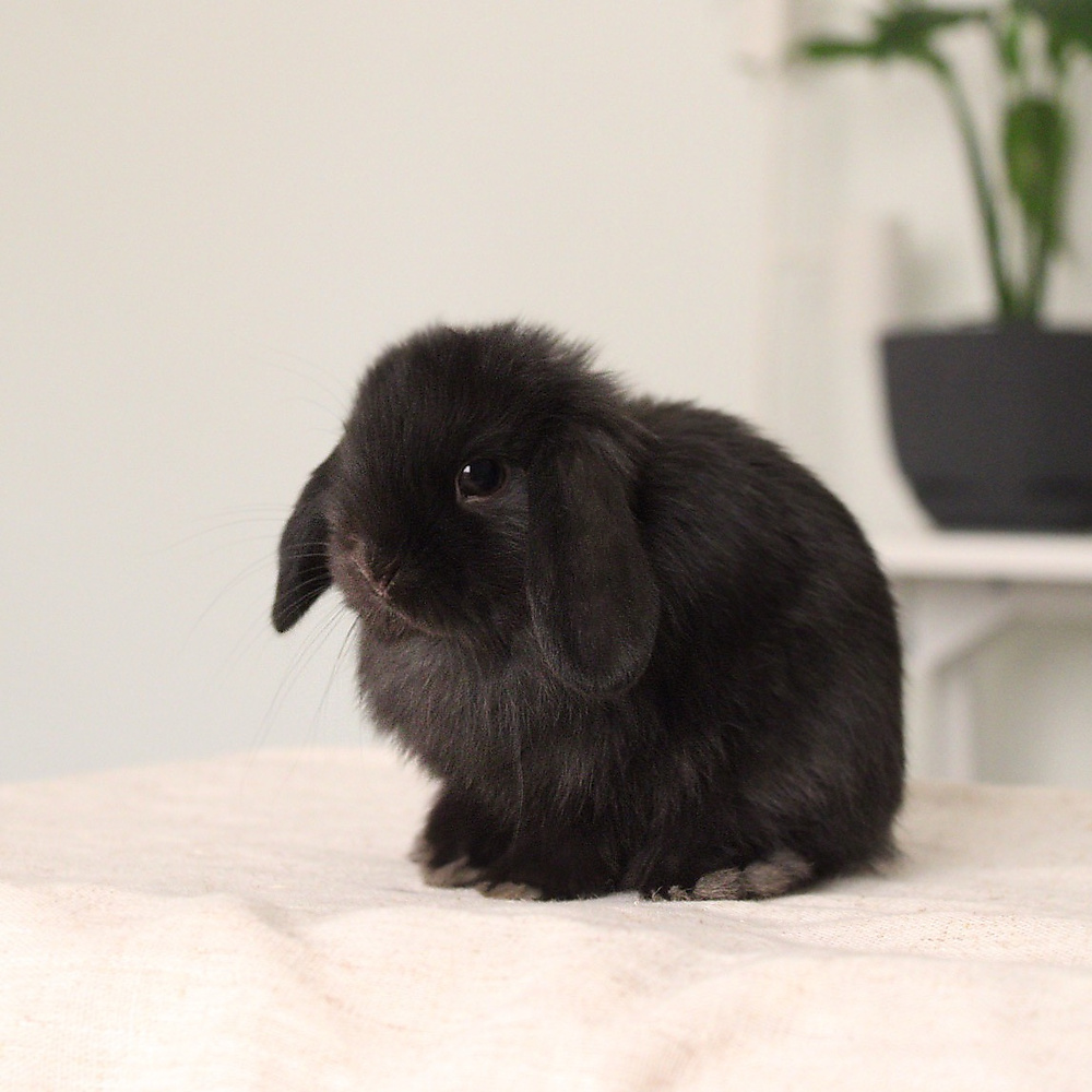 Holland lop - black