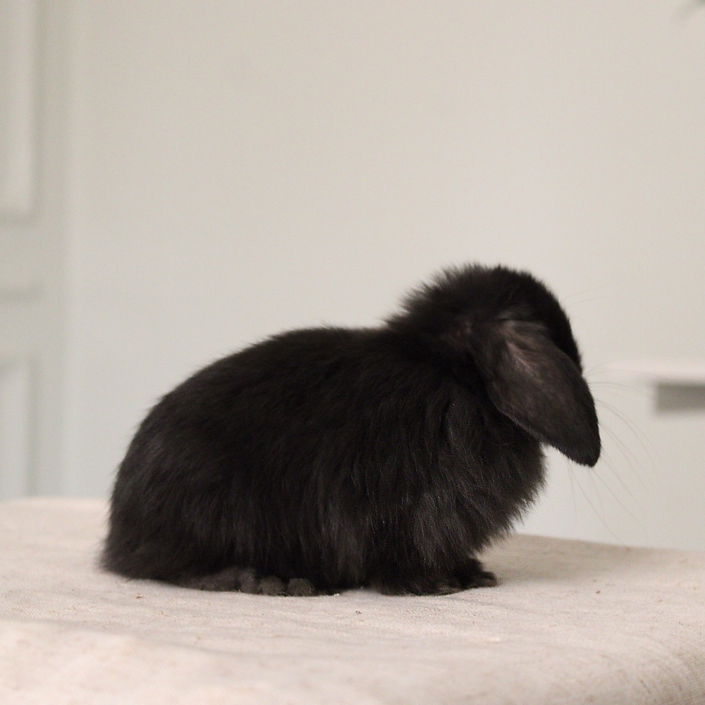 Holland lop - black