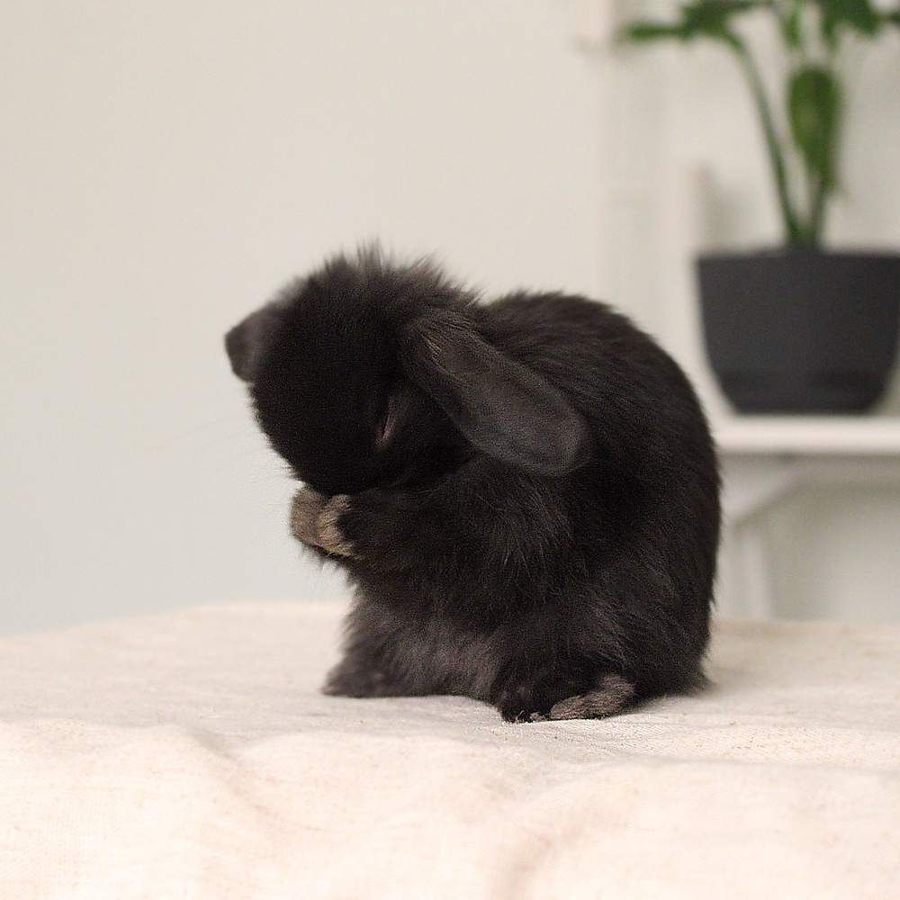 Holland lop - black
