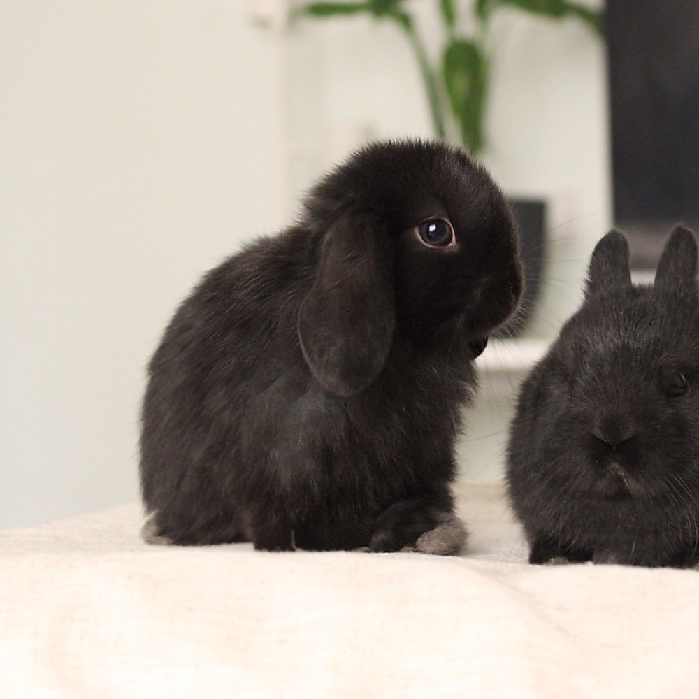 Holland lop - black