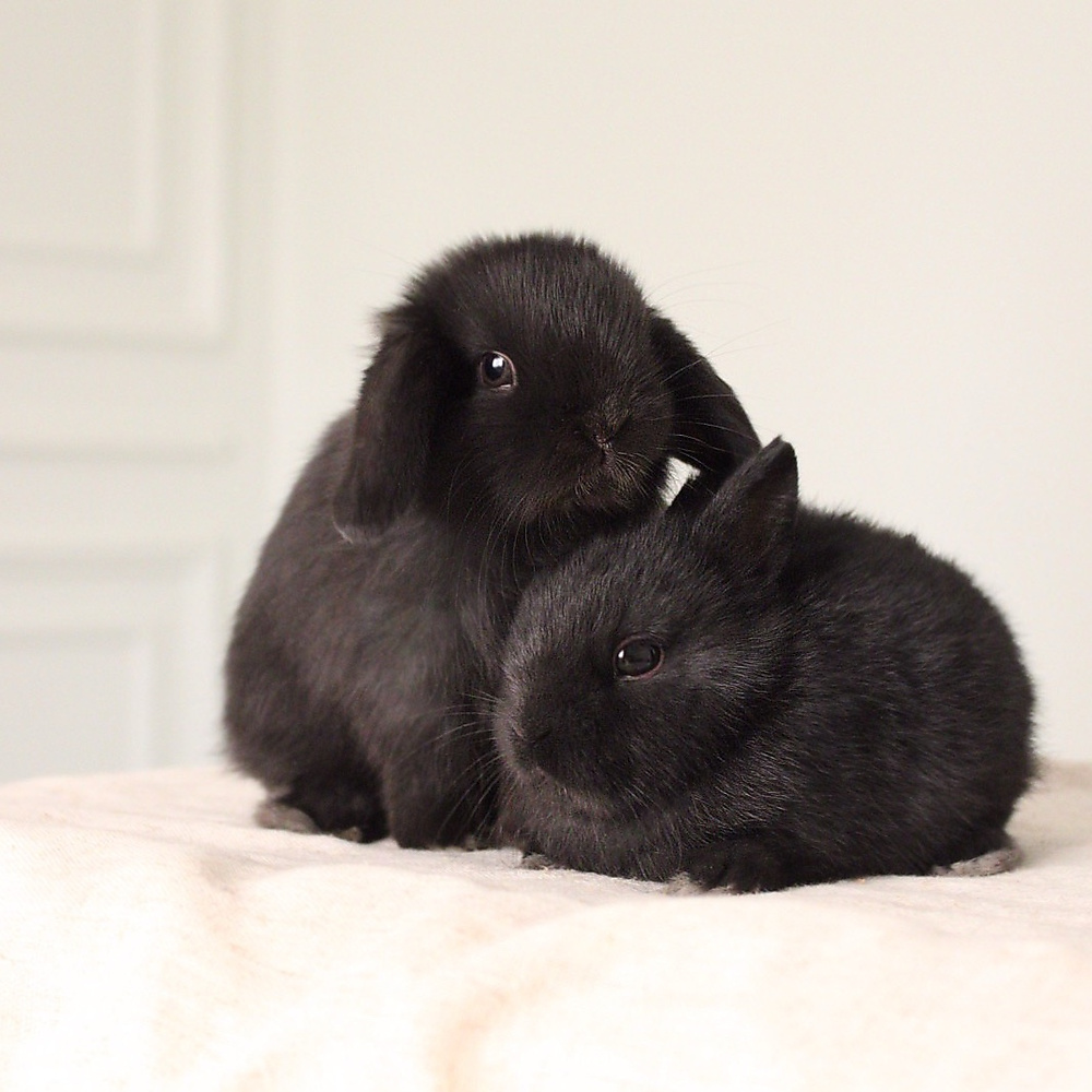 Holland lop - black