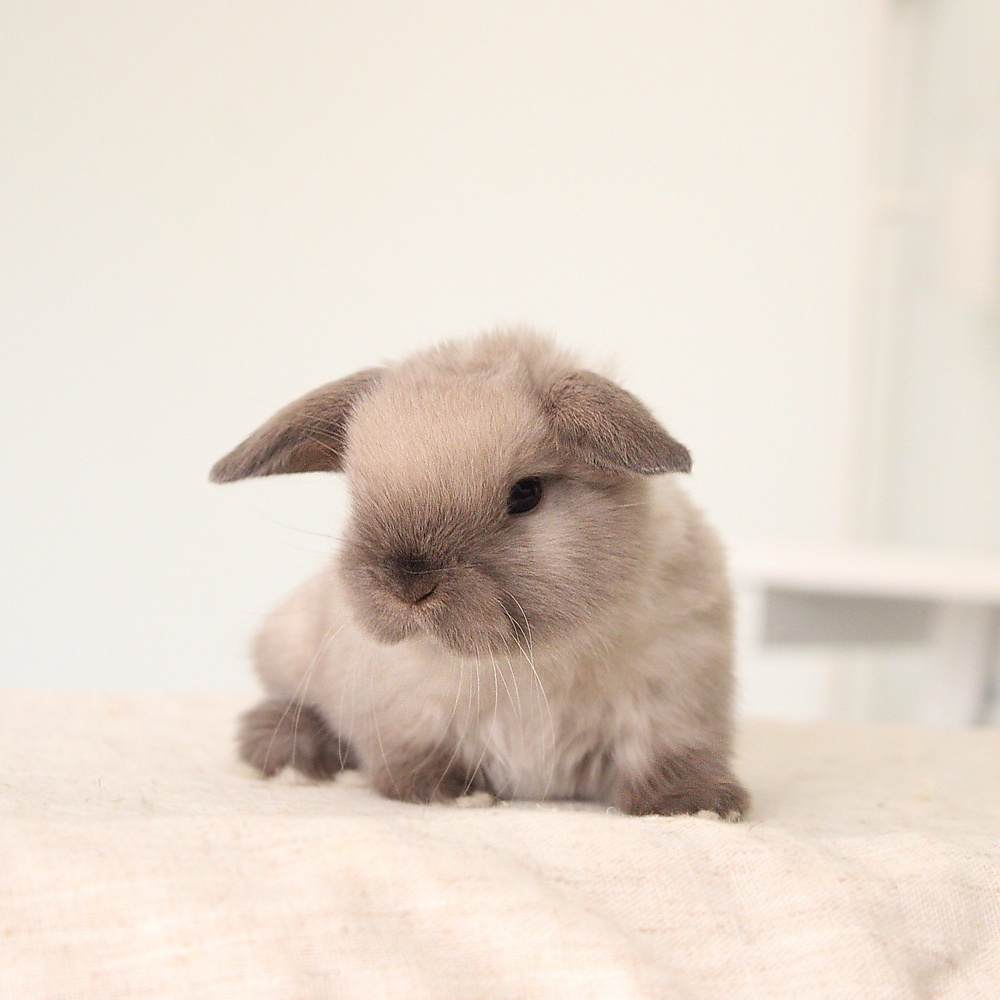 Holland lop - sable point