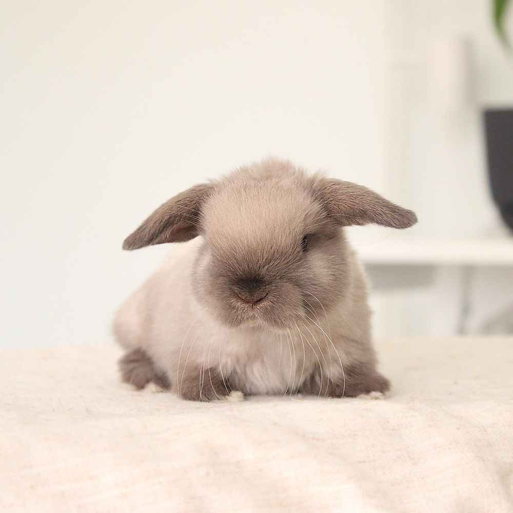 Holland lop - sable point